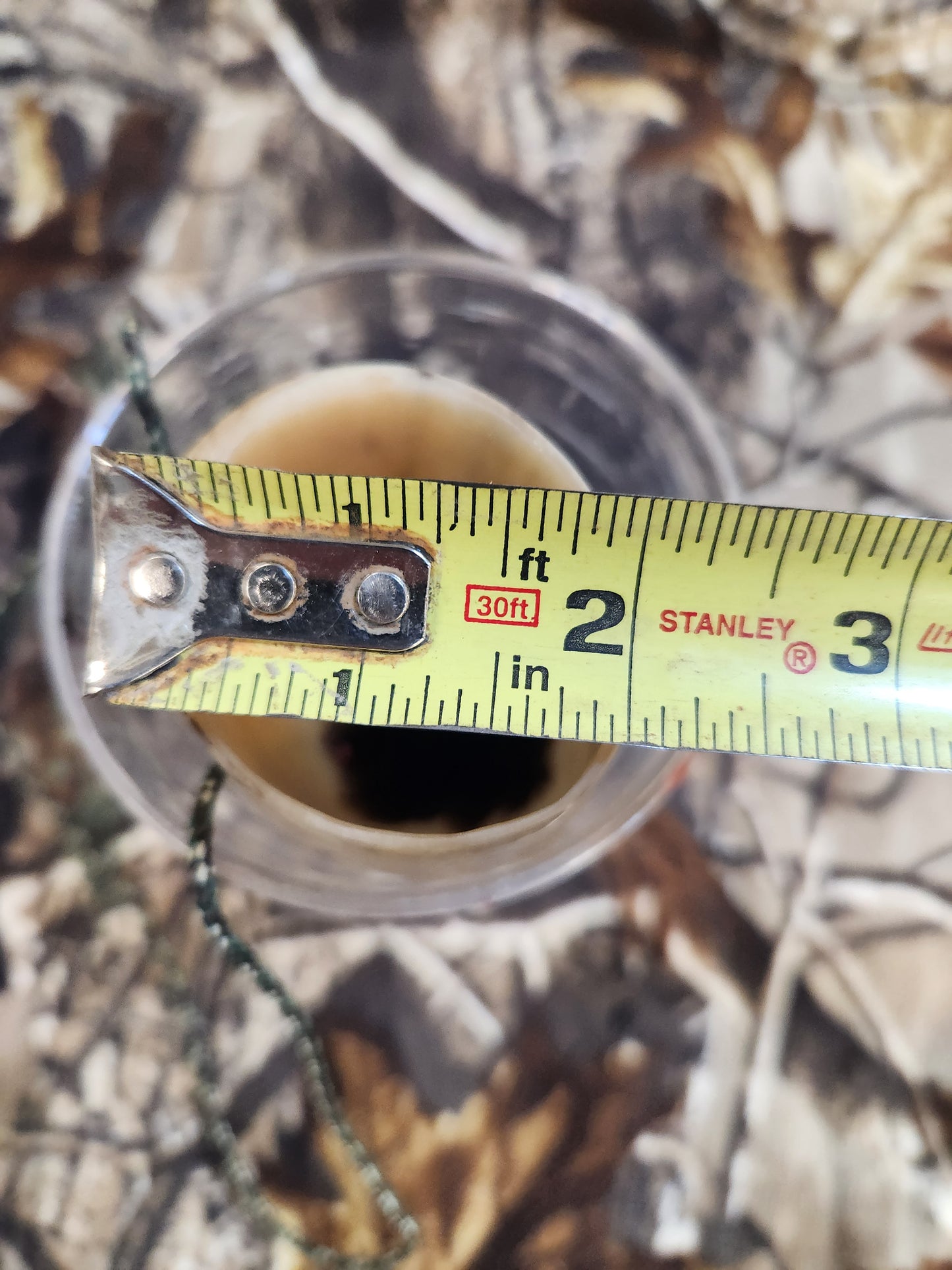 Open reed polished bull horn coyote howler