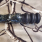 Boxelder burl wood Red Squirrel Call