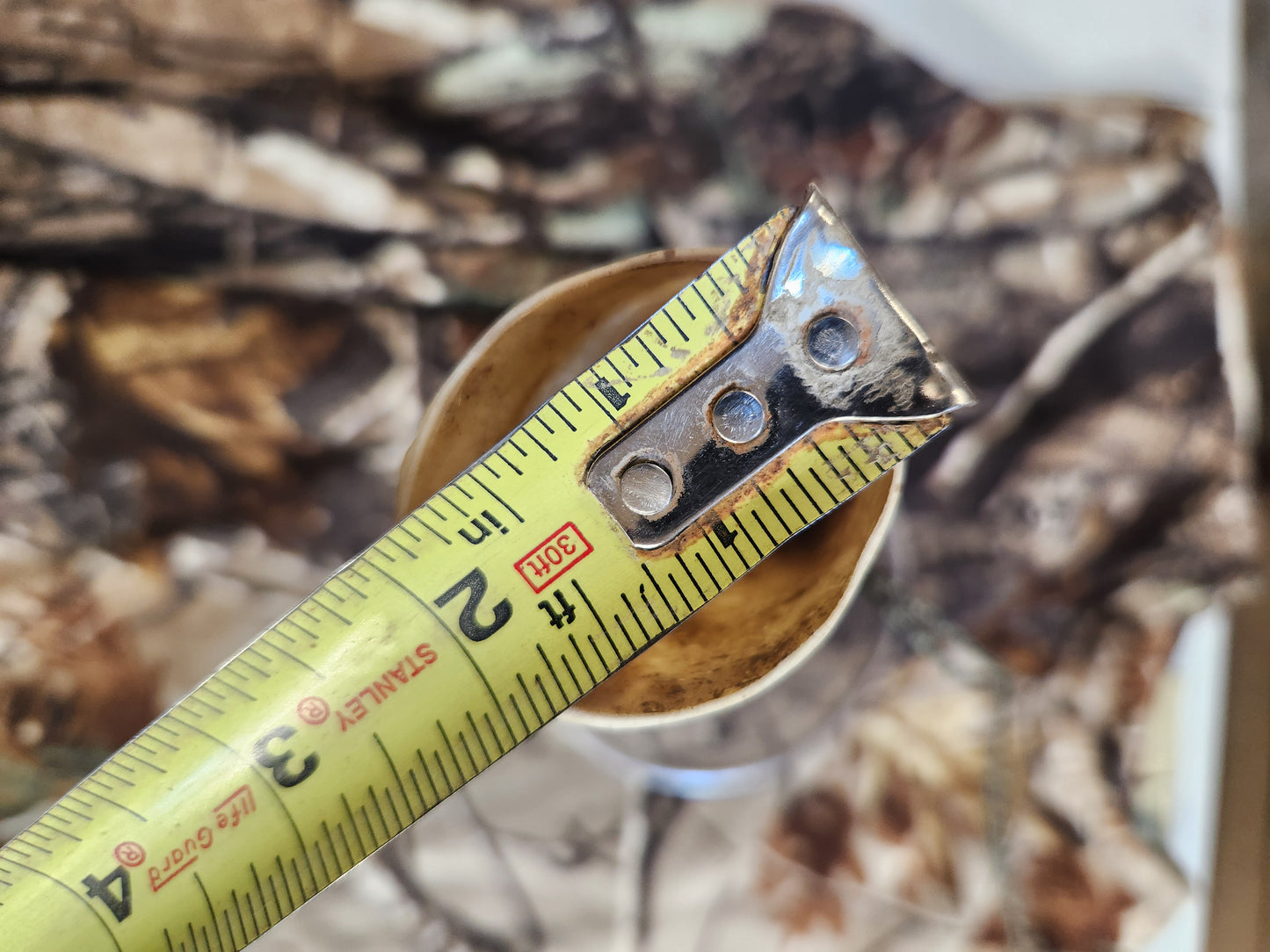 Open reed polished bull horn coyote howler